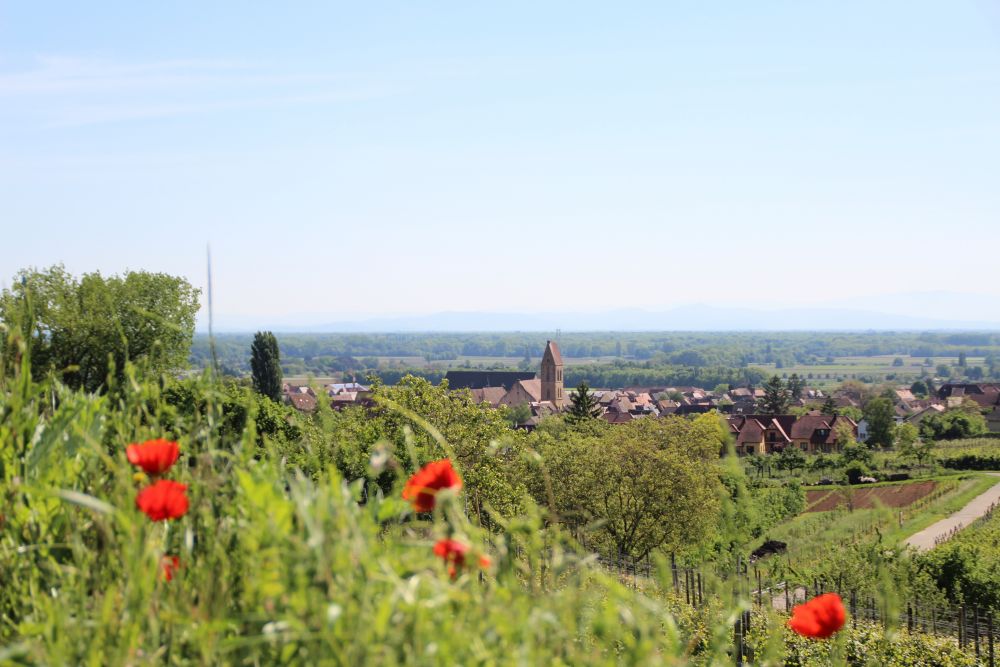 Depuis le vignoble ©Tourisme Eguisheim Rouffach