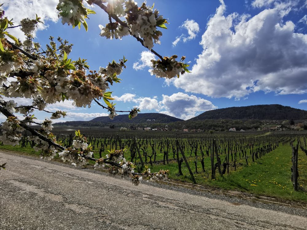 Gueberschwihr ©Tourisme Eguisheim Rouffach (3)