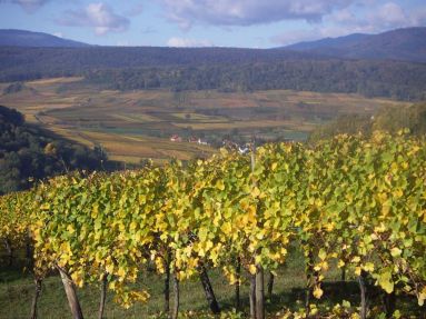 paysage_vignoble (office_de_tourisme) (3)